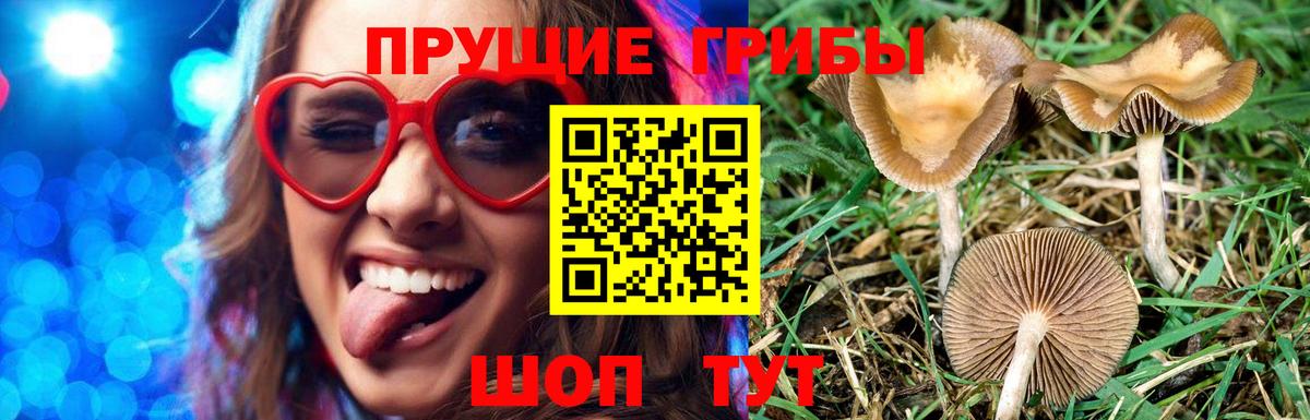 Галлюциногенные грибы Cubensis Богородицк